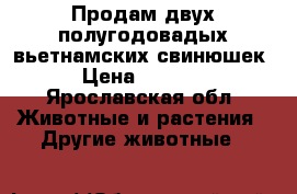Продам двух полугодовадых вьетнамских свинюшек. › Цена ­ 10 000 - Ярославская обл. Животные и растения » Другие животные   